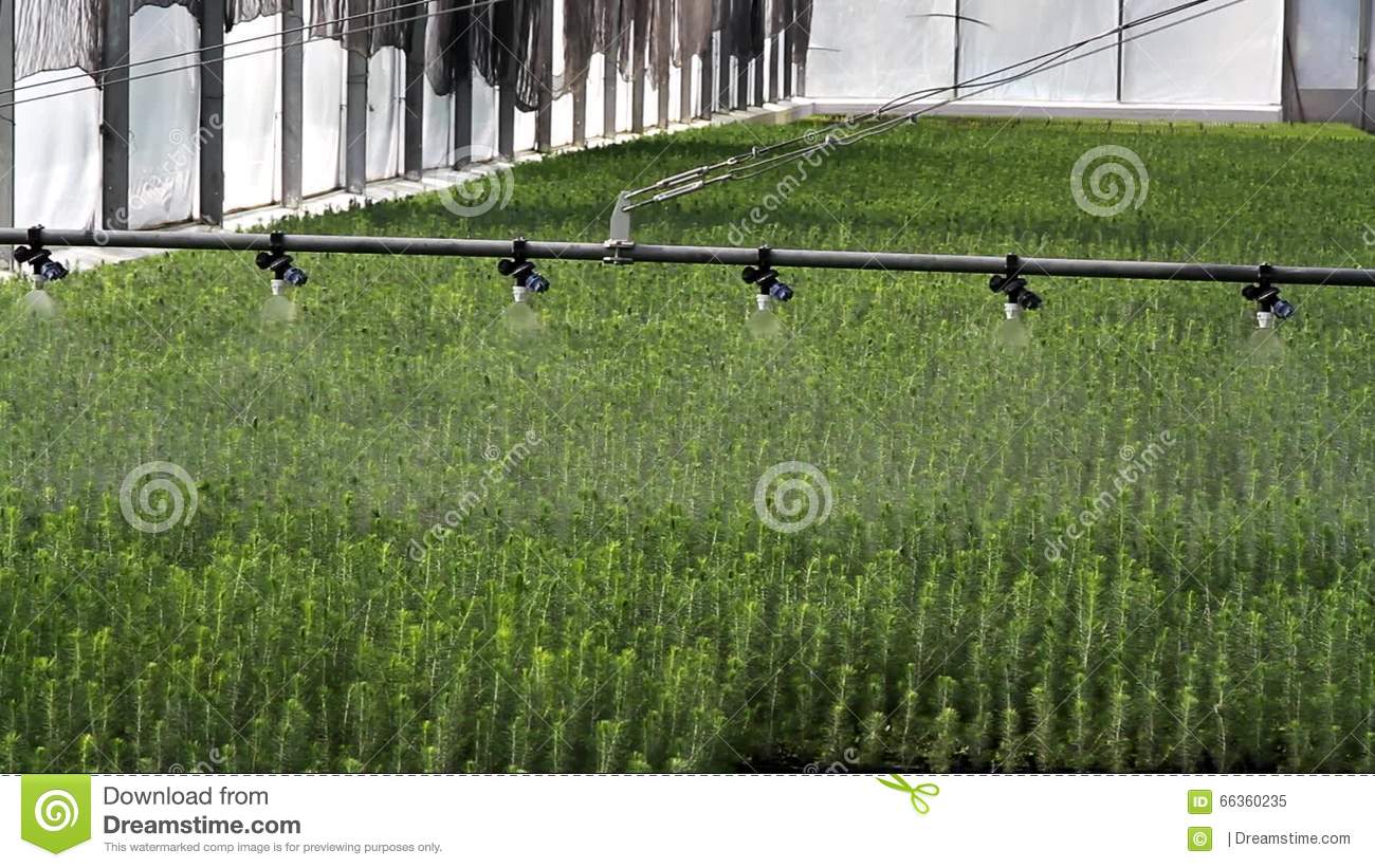 arrosage automatique de serre