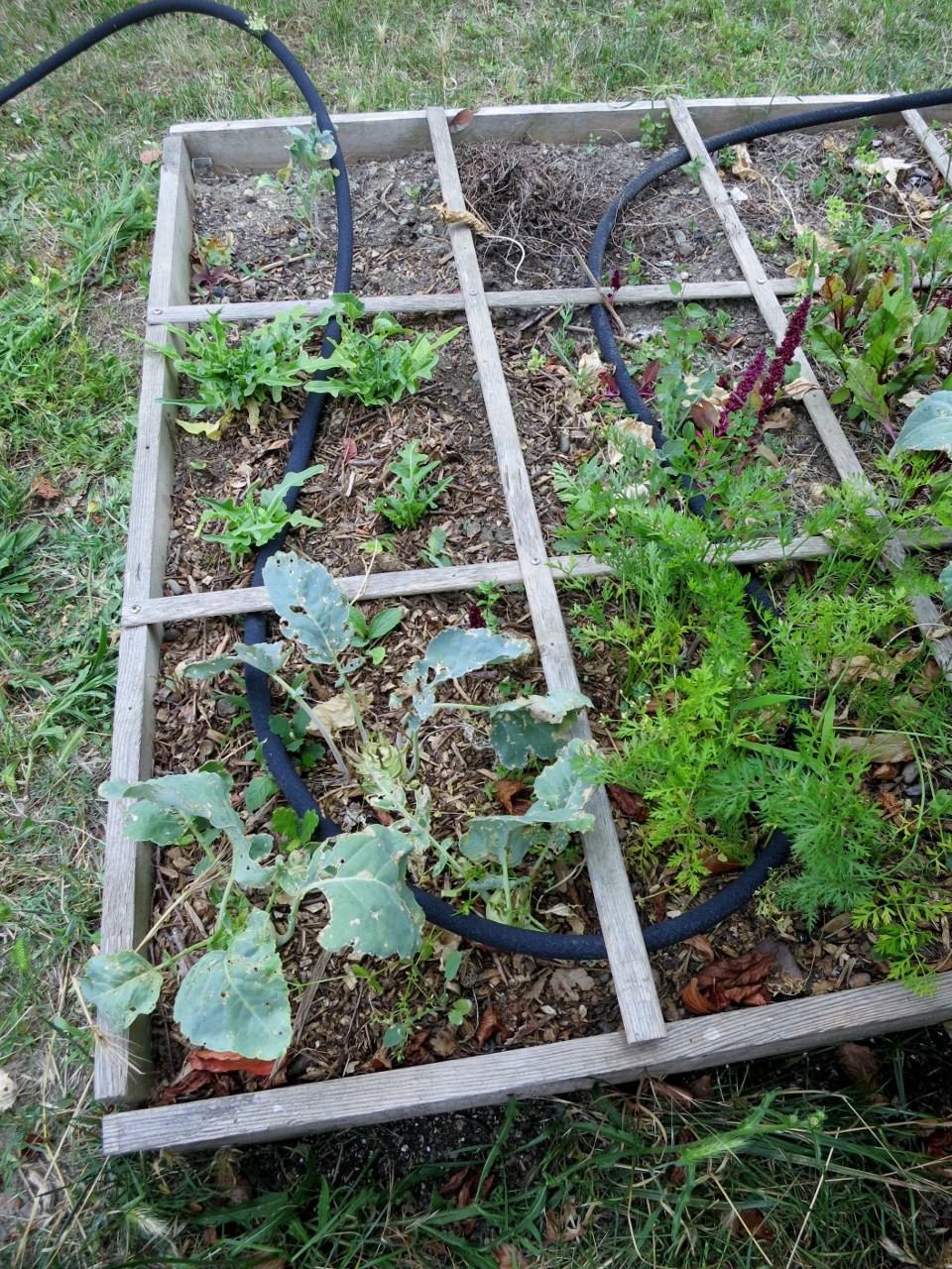 arrosage automatique du potager
