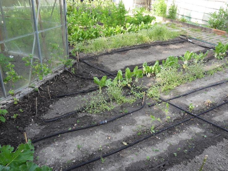 arrosage automatique du potager
