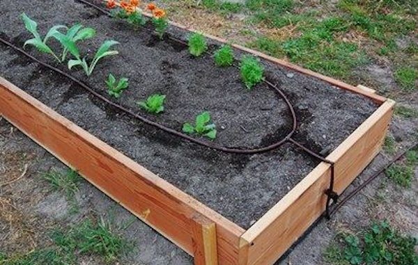 arrosage automatique goutte a goutte potager