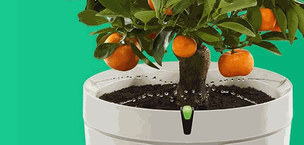 arrosage automatique oranger