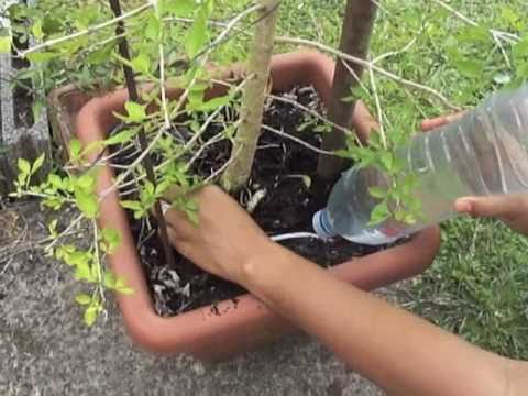 arrosage goutte a goutte artisanal