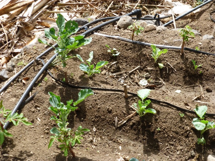 arrosage goutte a goutte artisanal