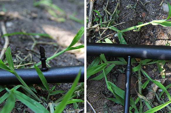 arrosage goutte a goutte conseil