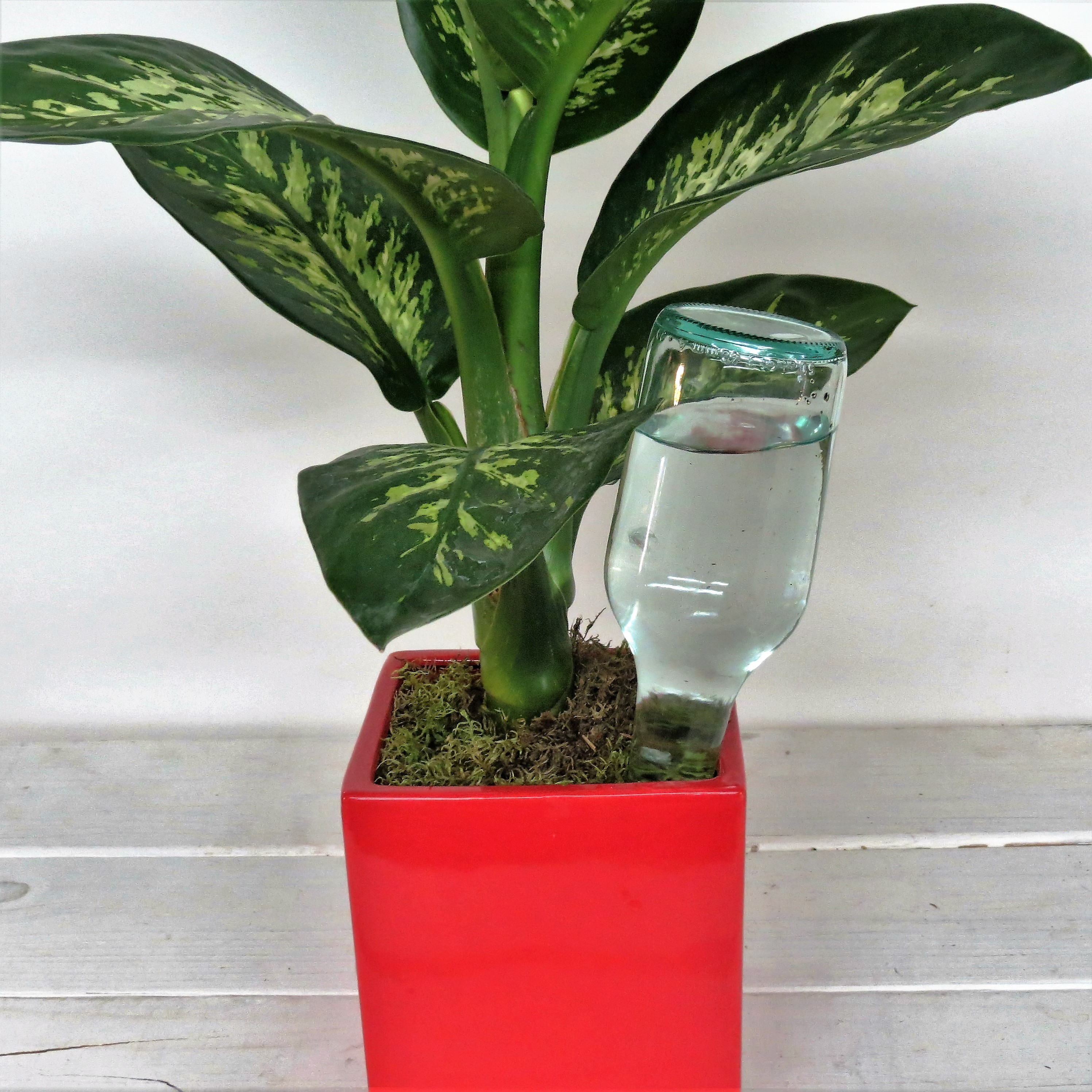 arrosage goutte a goutte diy