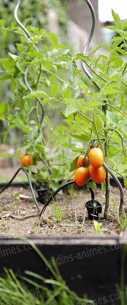 arrosage goutte a goutte ecologique