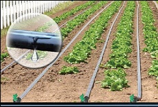 arrosage goutte a goutte economique