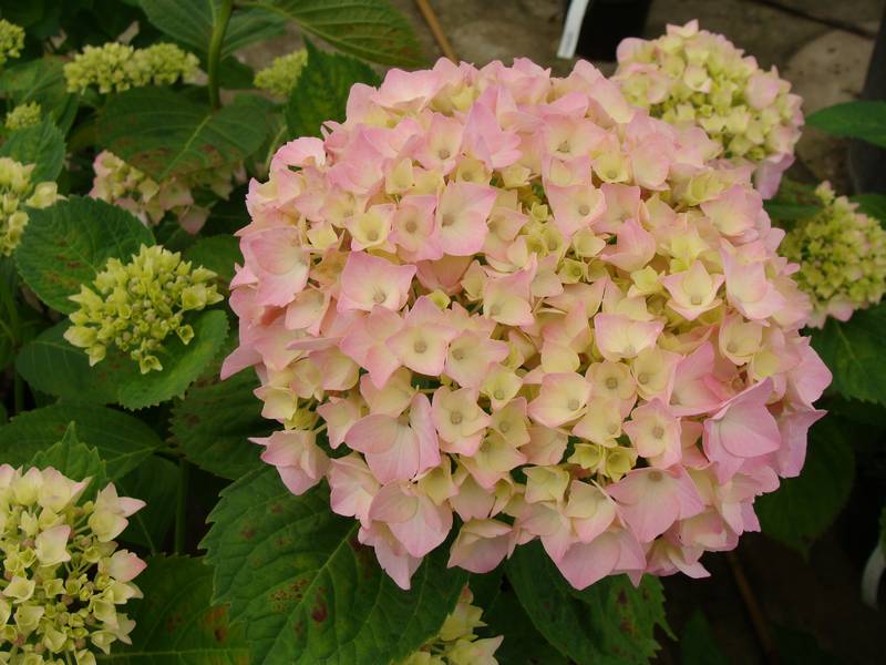 arrosage goutte a goutte hortensia