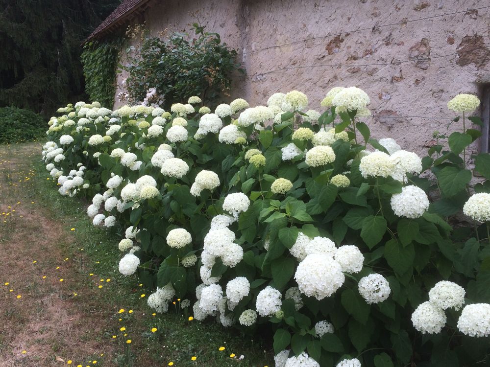 arrosage goutte a goutte hortensia