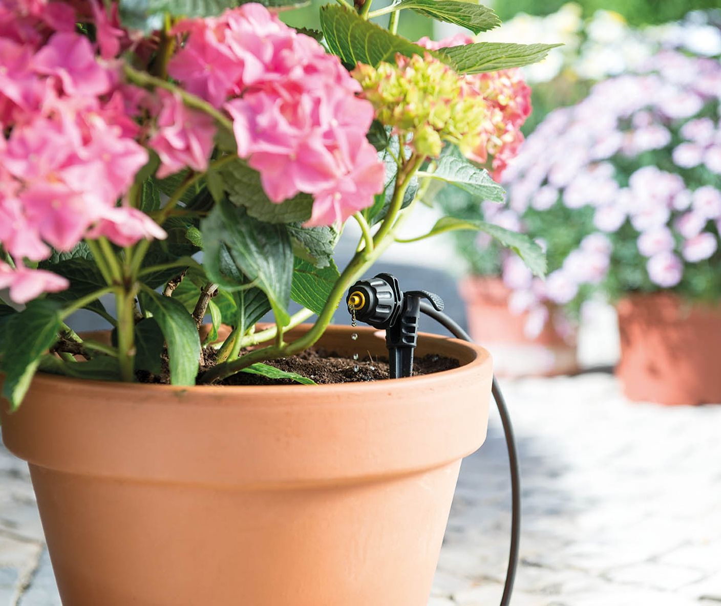 arrosage goutte a goutte hortensia