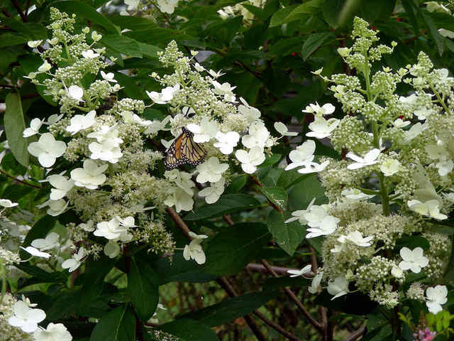 arrosage goutte a goutte hortensia