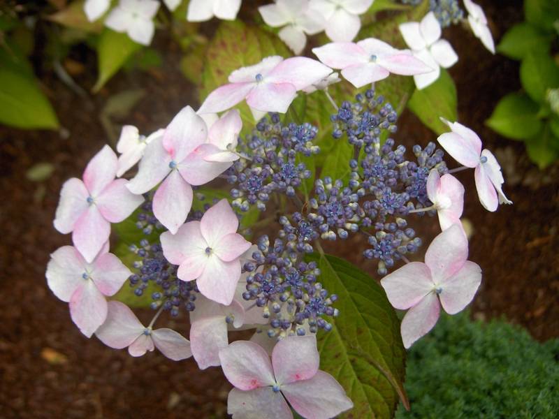 arrosage goutte a goutte hortensia