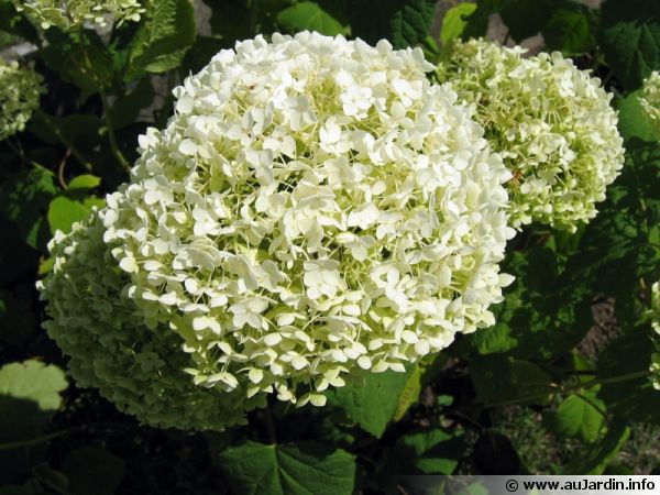 arrosage goutte a goutte hortensia