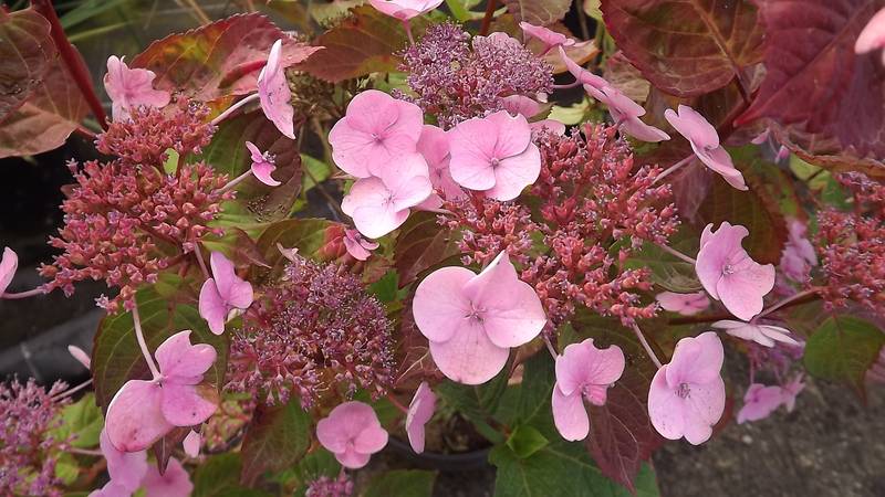 arrosage goutte a goutte hortensia