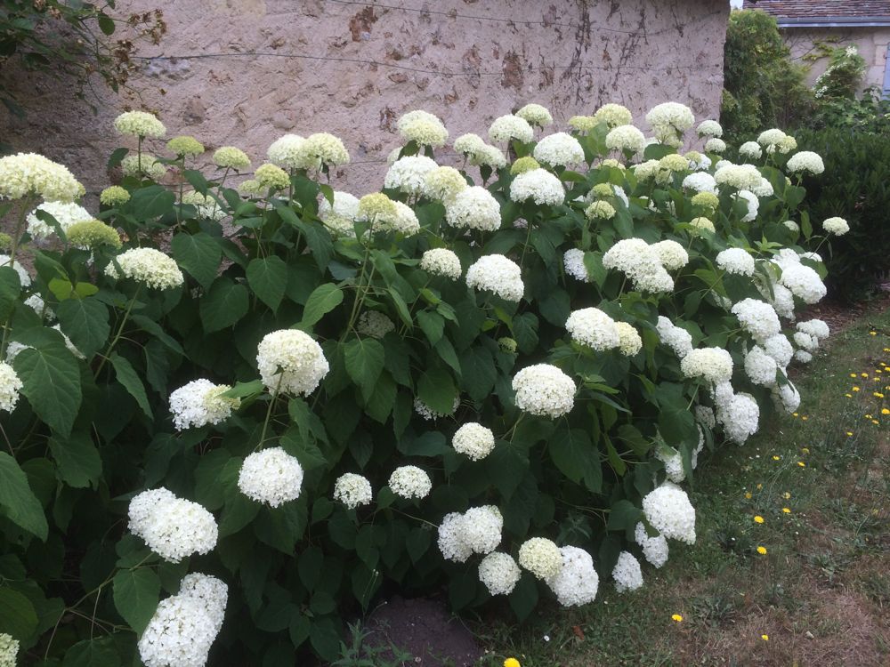 arrosage goutte a goutte hortensia