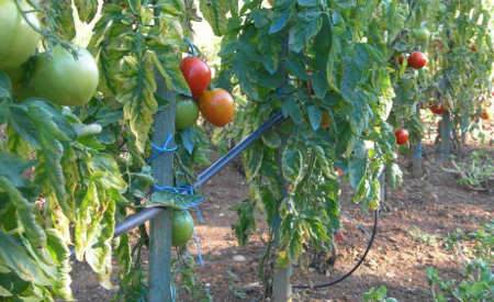 arrosage goutte a goutte ou poreux