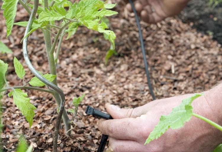 arrosage goutte a goutte rustica