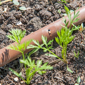 arrosage goutte a goutte rustica