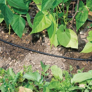 arrosage goutte a goutte rustica