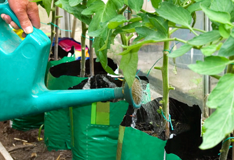 arrosage goutte a goutte rustica