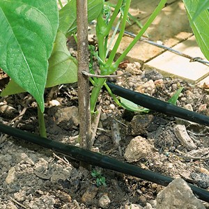 arrosage goutte a goutte rustica