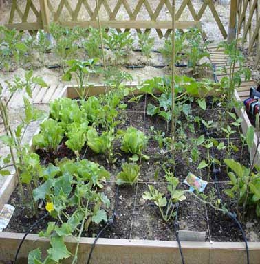 arrosage goutte a goutte salade