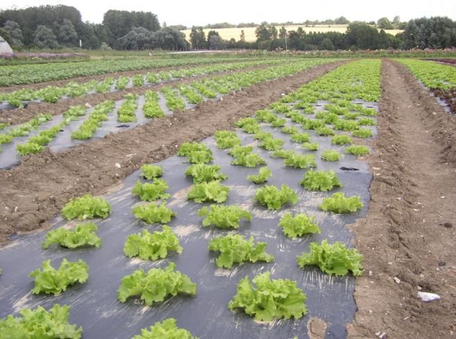 arrosage goutte a goutte salade