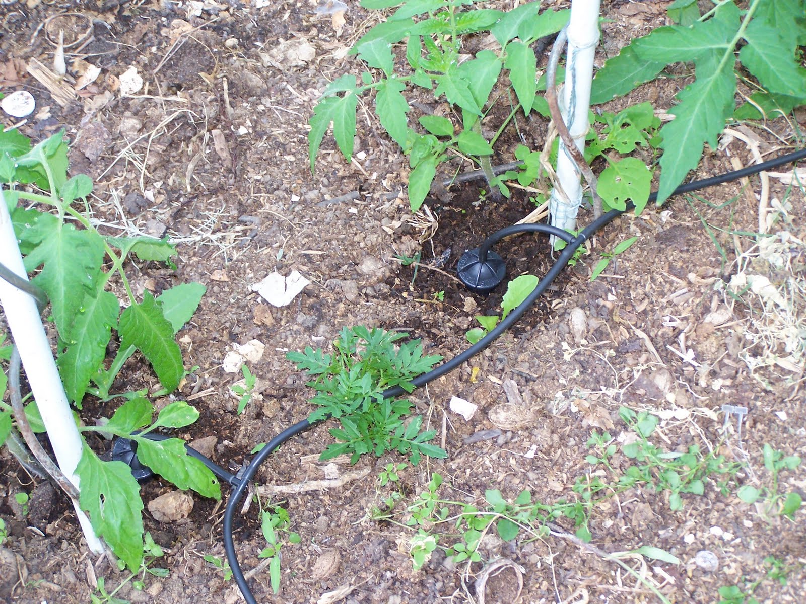 arrosage goutte a goutte serre